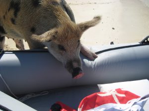 A Pig Steals our Gasoline!
