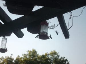 For the Birds