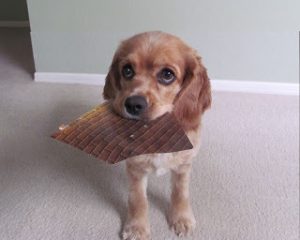 Calling All Dog-Whisperers