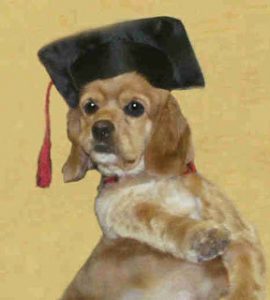 Life Lessons From a Dog