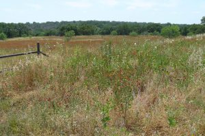 Austin: Not Really Texas?