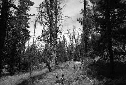 Were They Always Dead Wood?