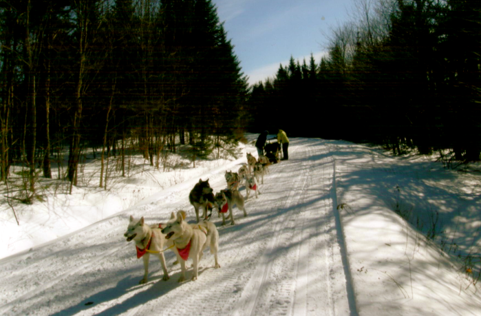 Siberian Husky Warriors: Ready to Run