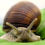 Snails and Big Companies