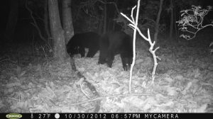 Dancing Bears and Other Mountaintop Critters
