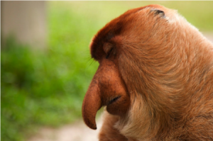 Long Noses Build Big Barriers