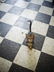 Worried About Zoonoses?