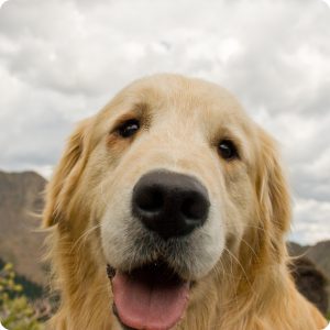 This Girl’s Best Friend