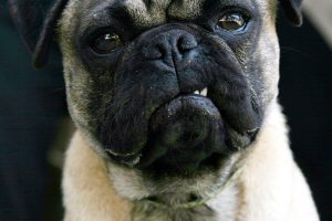 Dog Bite Victims