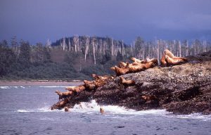 Tragedy of the Starving Sea Lion Babies