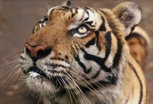 How to Enhance Authority Without Being Bossy