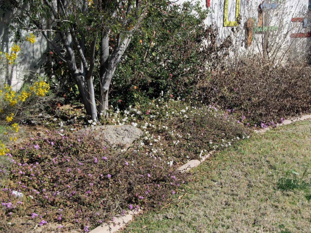 Spring Cleanup: The Backyard Battle Begins