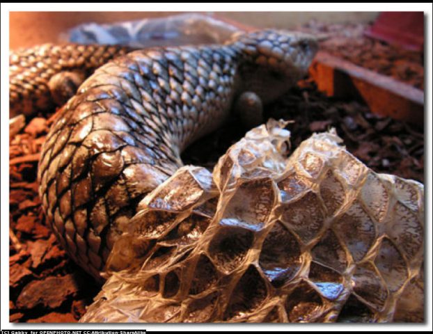Snakes Alive