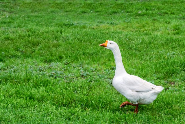 The Legendary Goose