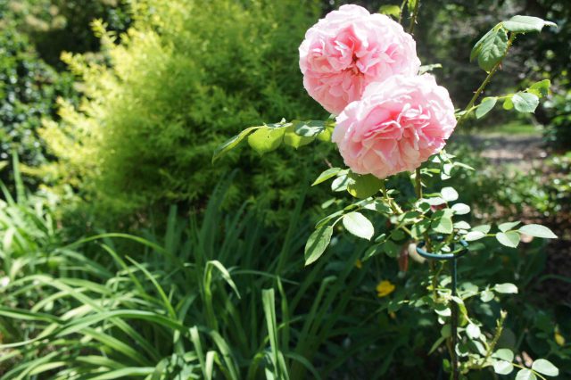 Growing Sustainable Roses