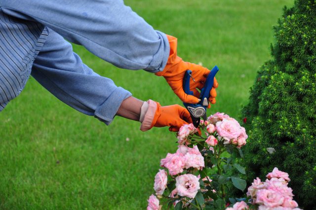 Pruning Roses: A Necessary Job