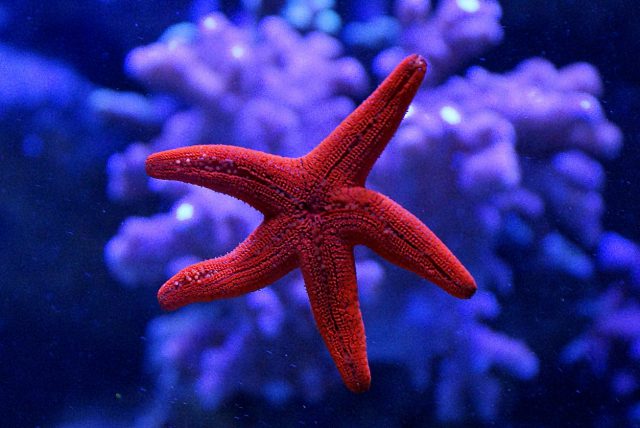 The Starfish Approach