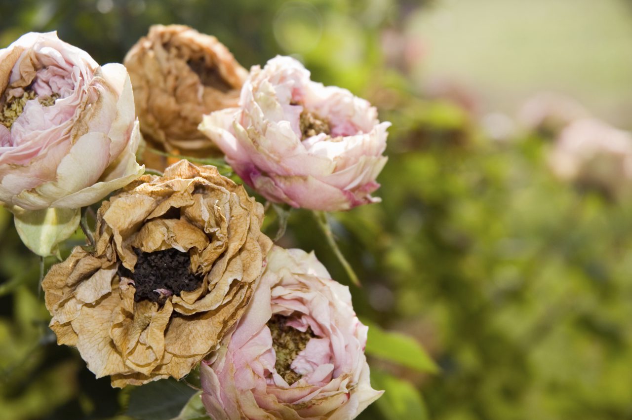 Putting Our Plants to Sleep