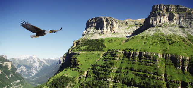 Never Tell Eagles to Stop Soaring