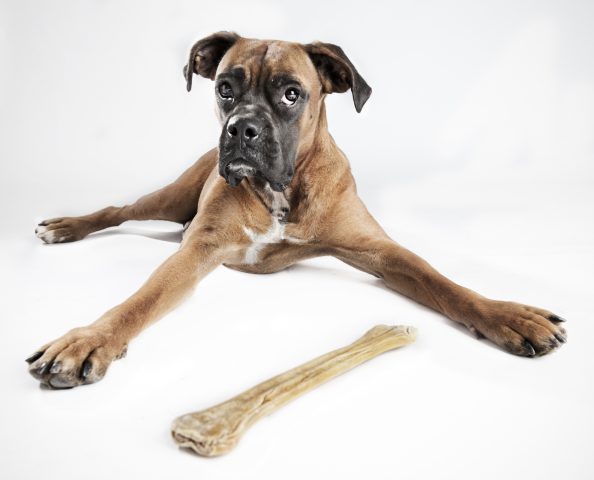 Find Another Dog to Toss That Bone To
