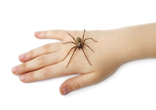 The Scoop on Spiders