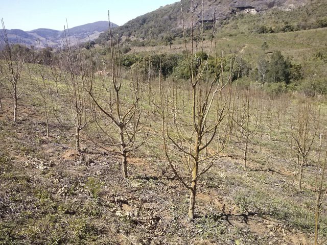 The Fruits Will Swell In Sunny June