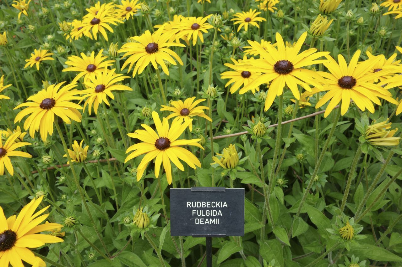 Translating Garden Latin