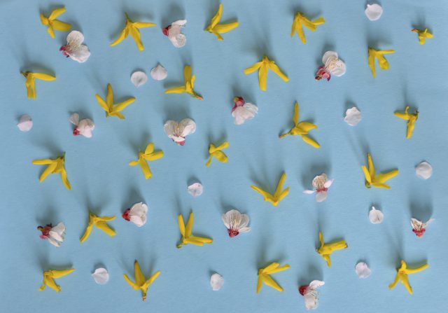 The Trickster in the Garden