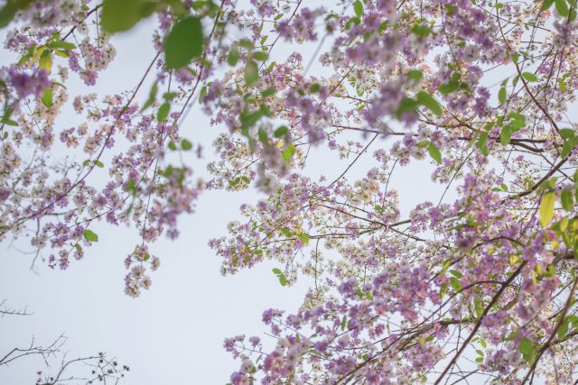Behold the Crapemyrtle